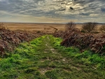 Westwood Marshes ~ Suffolk