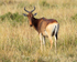 Coke's Hartebeest grazing in the Masai Mara