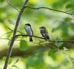 Pied Flycatchers
