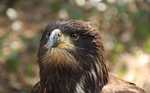Young Bald eagle