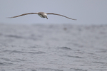 Salvin's Albatross gliding over ocean, Chile