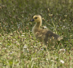 Canada Goose Gosling