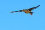 Redshank flying, Hotel Raudaskrida, Iceland