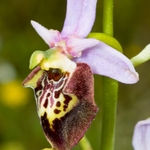 Ophrys fuciflora (Late Spider Orchid)
