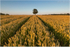 The Lone Harvest Tree (IMG1221)