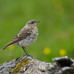 Wheatear