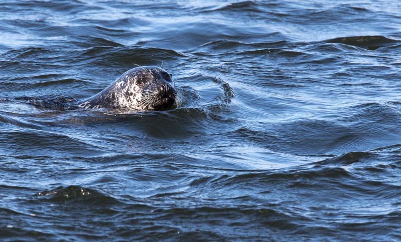 Common Seal - Isle of Mull - Scotland