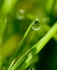 Dewdrop on the edge