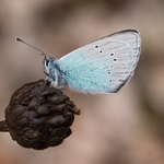 Green-underside blue (Glaucopsyche alexis)