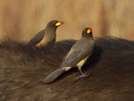 Yellow-billed Oxpecker portfolio
