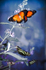 Two Orange Butterflies