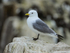 Kittiwake on rock, Farne Islands
