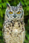 African Spotted Eagle owl Bubu