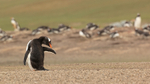 Gentoo Penguin preening near colony, Saunders Island, Falklands