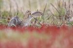 Magellanic Snipe raised wings, Falklands