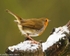 Robin-3845