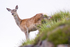 Red Deer Hind on Hill
