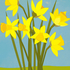 Daffodils