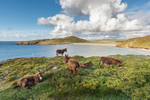 Donkeys Tra na Rossan