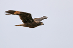 Striated Caracara (juvenile) in flight, Carcass Island, Falklands