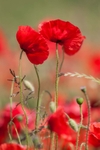 No.0018. Duxford Poppies