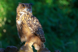 European Eagle Owl