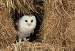 Barn Owl