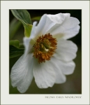 Paeonia 'Early Windflower' 2