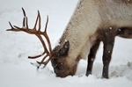 Reindeer