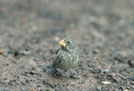A medium ground Finch female