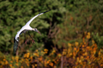 Wood Stork hanging in flight, Wakodahatchee Wetlands, Florida