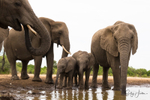 Elephant Baby 37