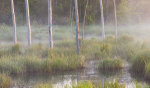 Trees and Rising Mist