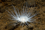 Synarachnactis lloydii