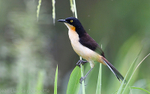 Black-capped  Donacobius