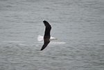 Great Black-backed Gull
