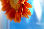 Flowers 05 portfolio