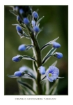 Veronica gentianoides 'Variegata'