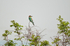 European Bee-eater