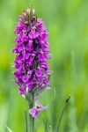 Early Purple Orchid