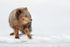 Arctic Fox (dark), Svalbard, Norway