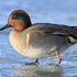 Green-winged Teal