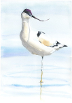 Limited print of AVOCET watercolour 166