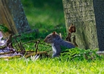 Grey Squirrel