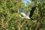 Flying Asian Openbill carrying nest material, Gao Giong, Vietnam