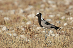 Blacksmith Plover