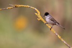 Eurasian Blackcap (male), Claret, Spain