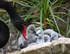 Black Swans Dawlish 3