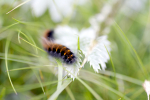 Caterpillar on Silver Weed