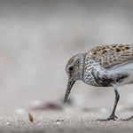 1st Digital Sand flea lunch for Dunlin Al Rees